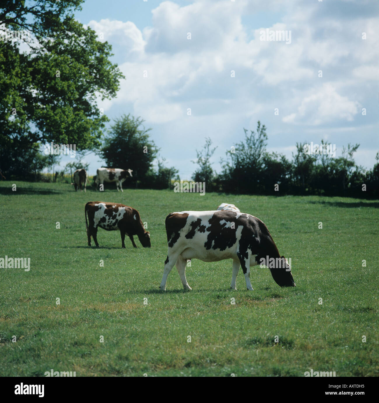 Ayrshire dairy cows grazing on short pasture in summer Hampshire Stock Photo
