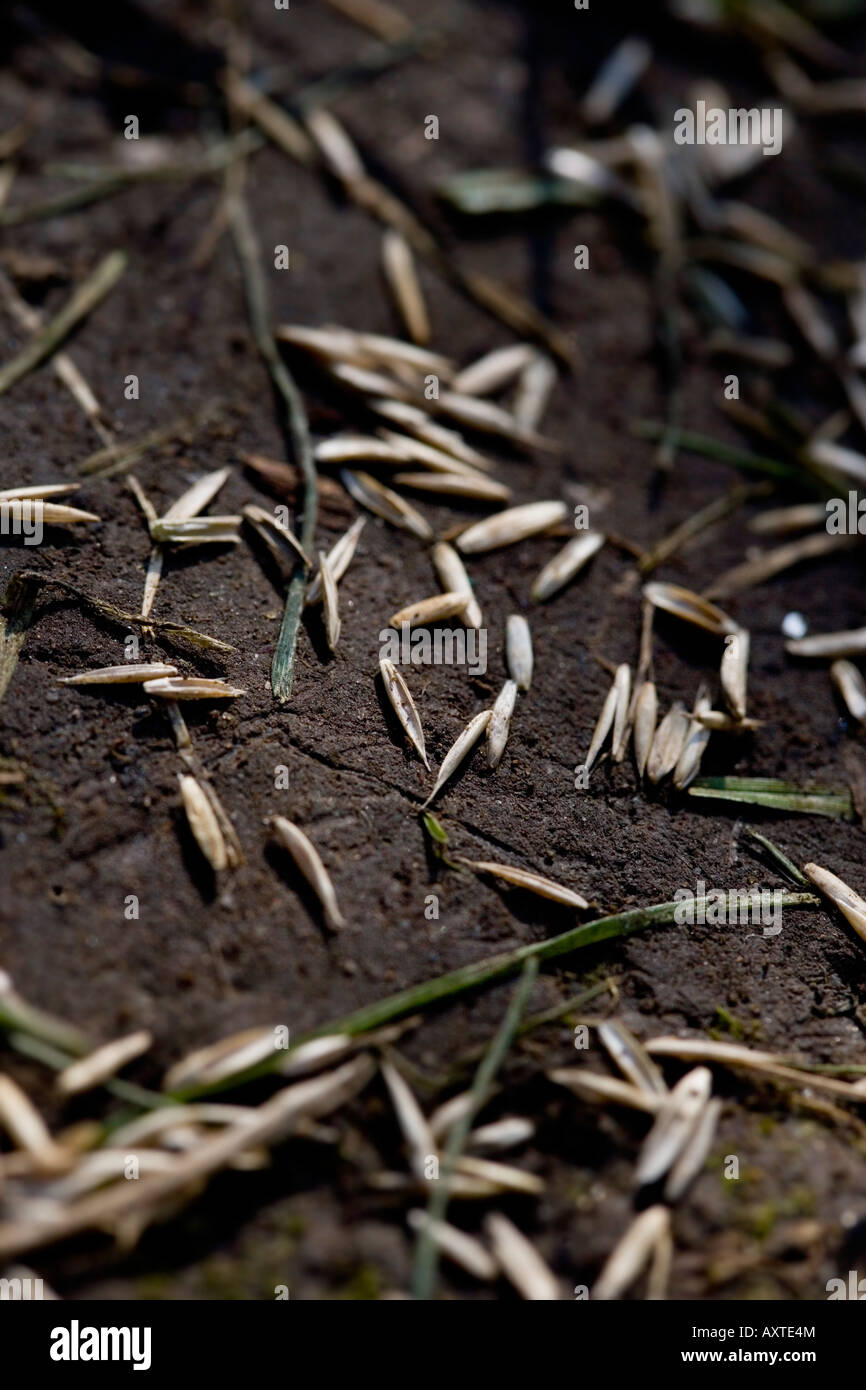 Grass seed germination hires stock photography and images Alamy
