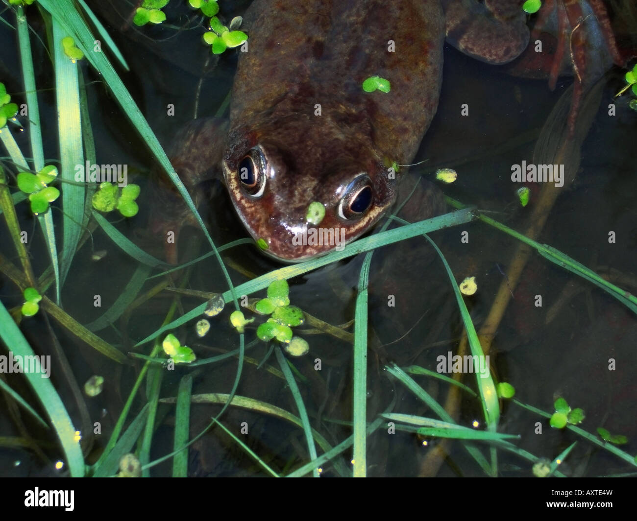 Frog in a garden pond Stock Photo