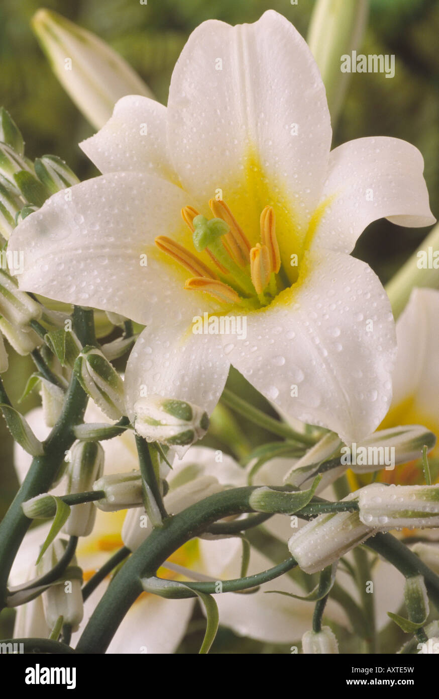 Lilium regale 'Album' (Regal lily) and Albuca nelsonii (Natal Albuca) Stock Photo