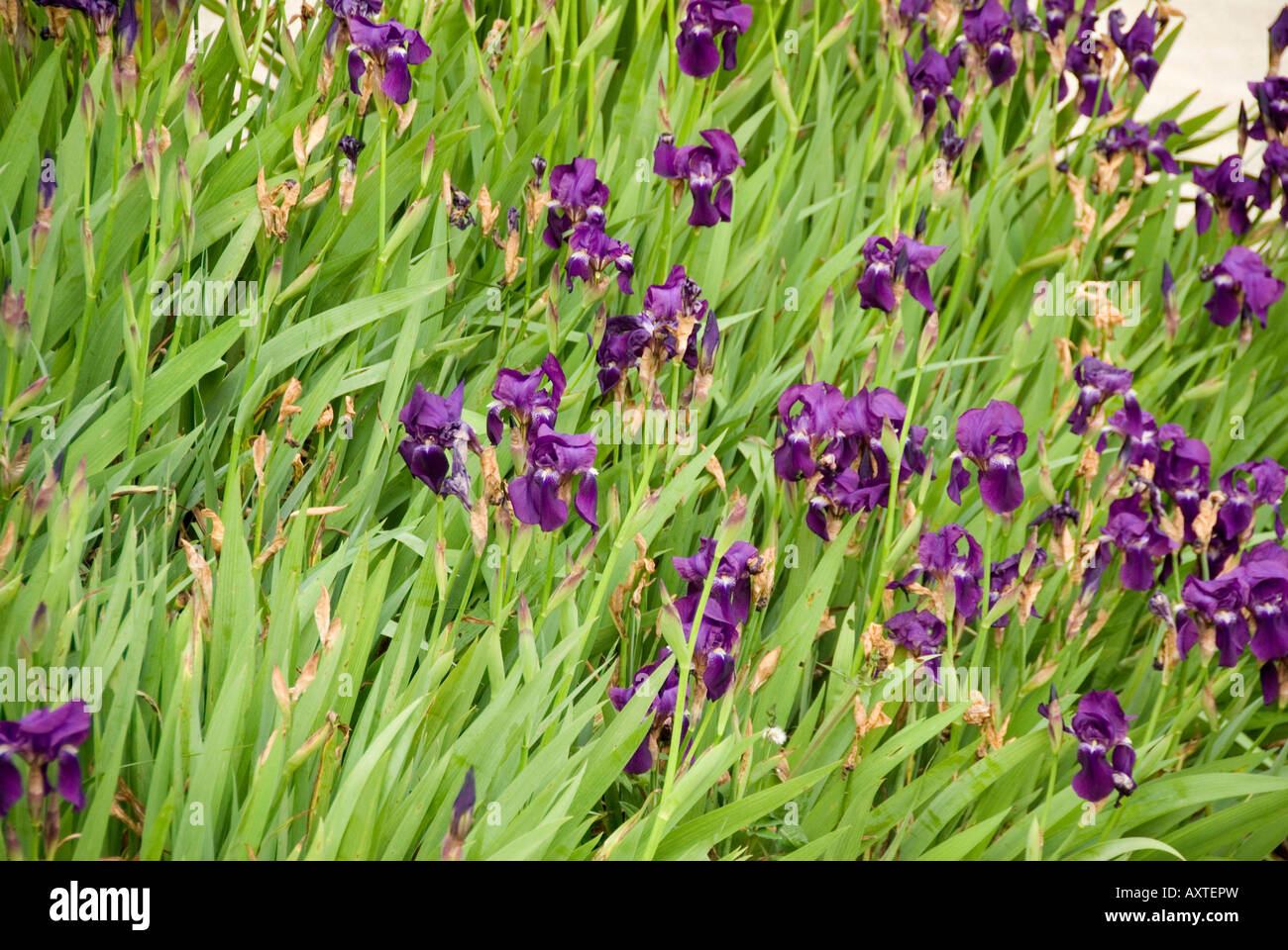 Purple irises on a bank in Tuscany Stock Photo