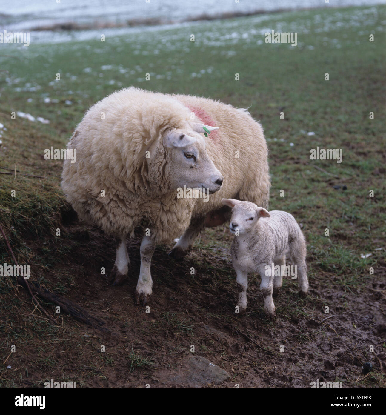 Texel ewe with her lamb in a snowy wet field in winter Westmorland Cumbria Stock Photo