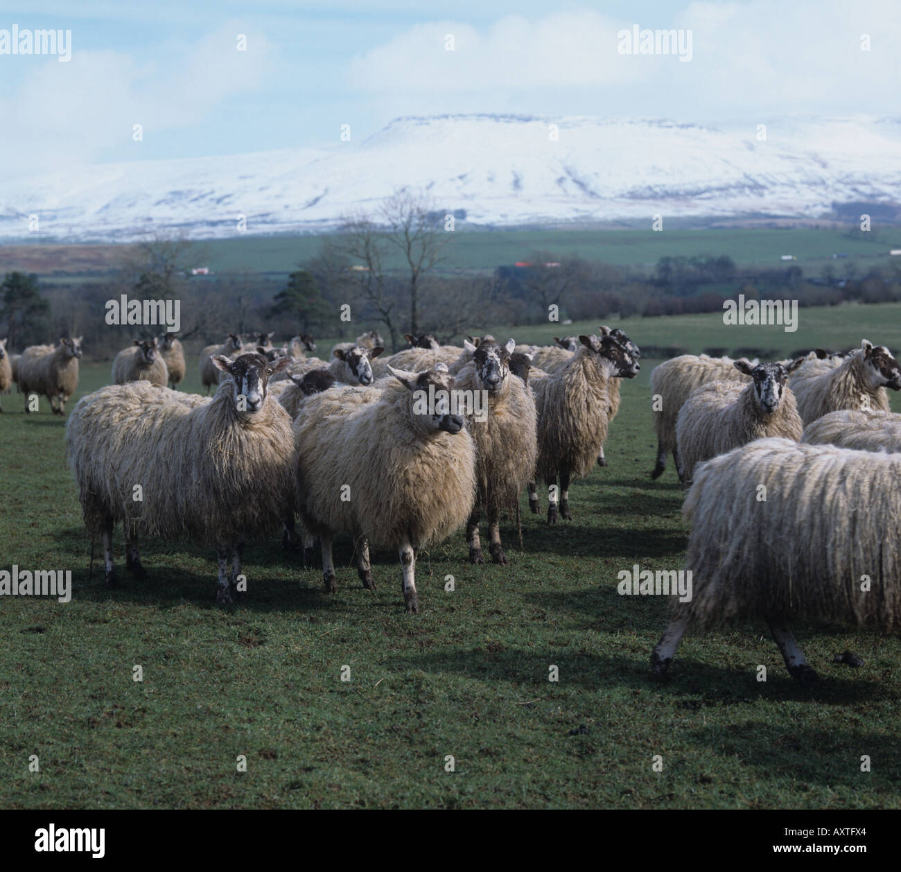North of England mules ewes with snow covered Pennines behind Stock Photo