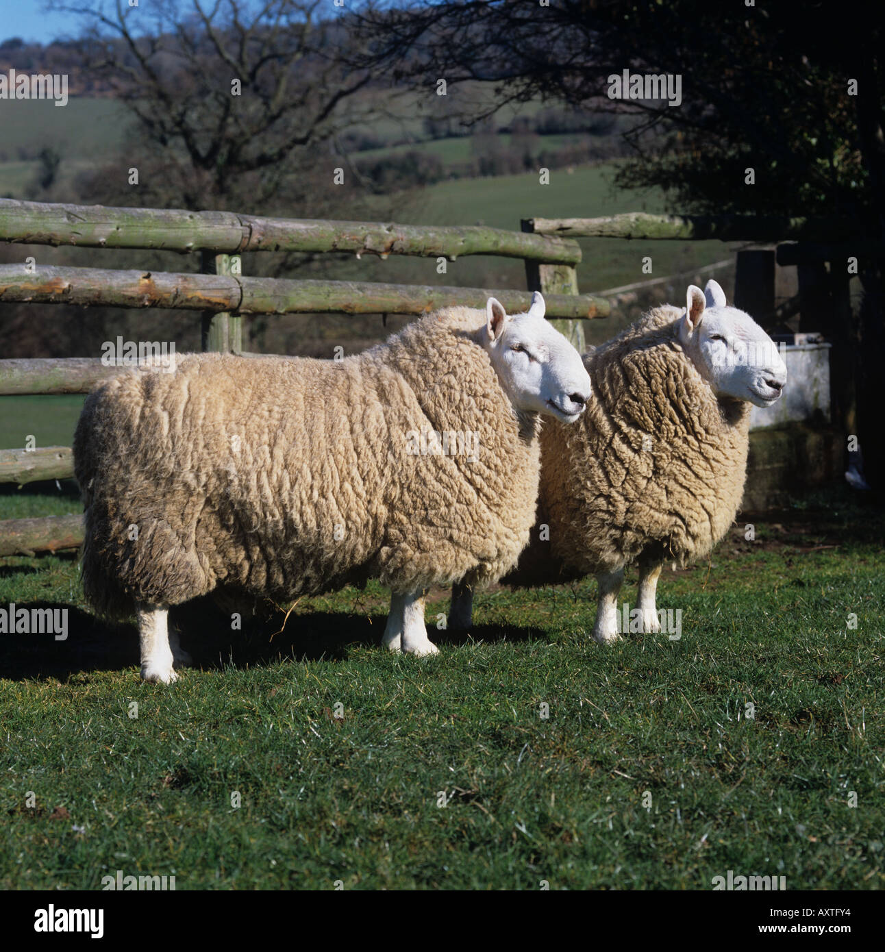 Two North Country Cheviot rams in a paddock on a fine late winter day Herefordshire Stock Photo