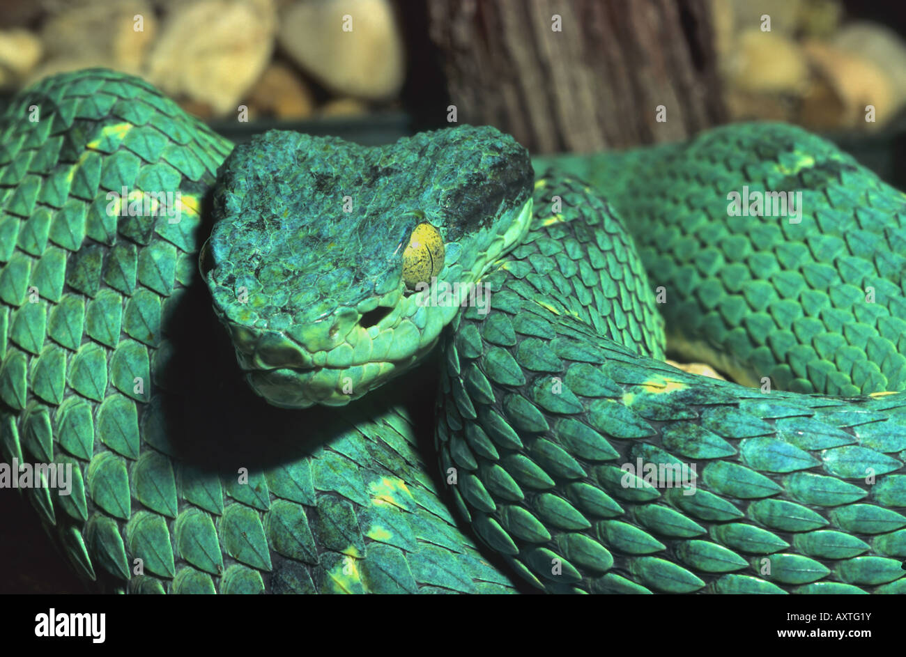 Green Tree Python snake. Morelia Viridis Stock Photo - Alamy