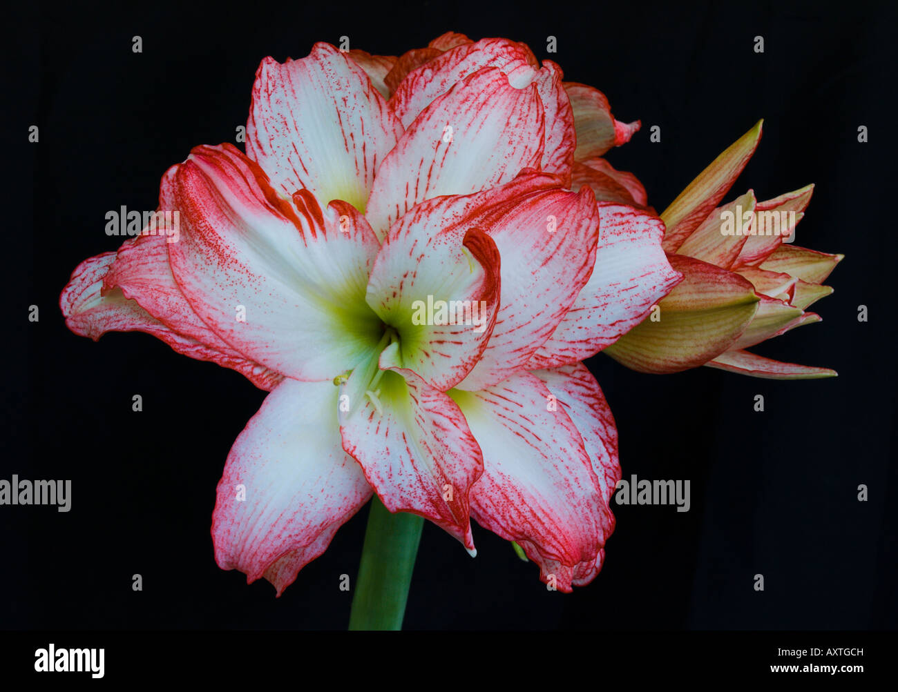 THIS SPRINGTIME AMARYLLIS BLOSSOMED IN MARCH THIS YEAR ON THE EAST COAST OF FLORIDA Stock Photo