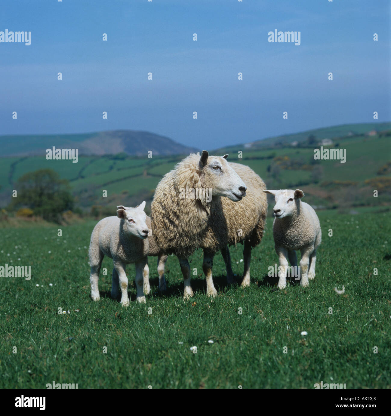 Exmoor mule ewe with three lambs North Devon Stock Photo
