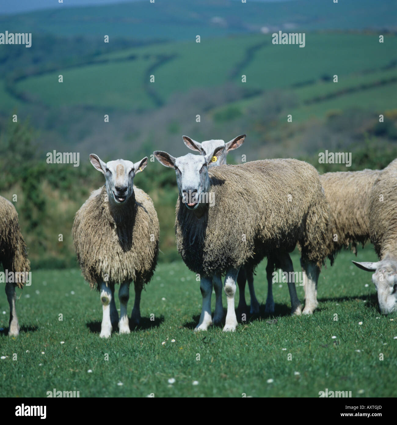 Blue faced Leicester rams breathing heavily on hill pasture Parracombe Devon Stock Photo