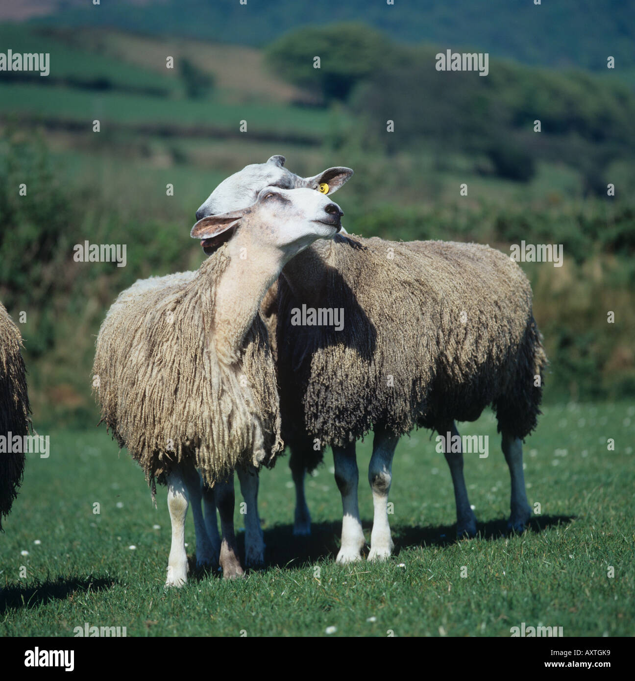 Two blue faced Leicester rams mutual grooming on hill pasture Stock Photo