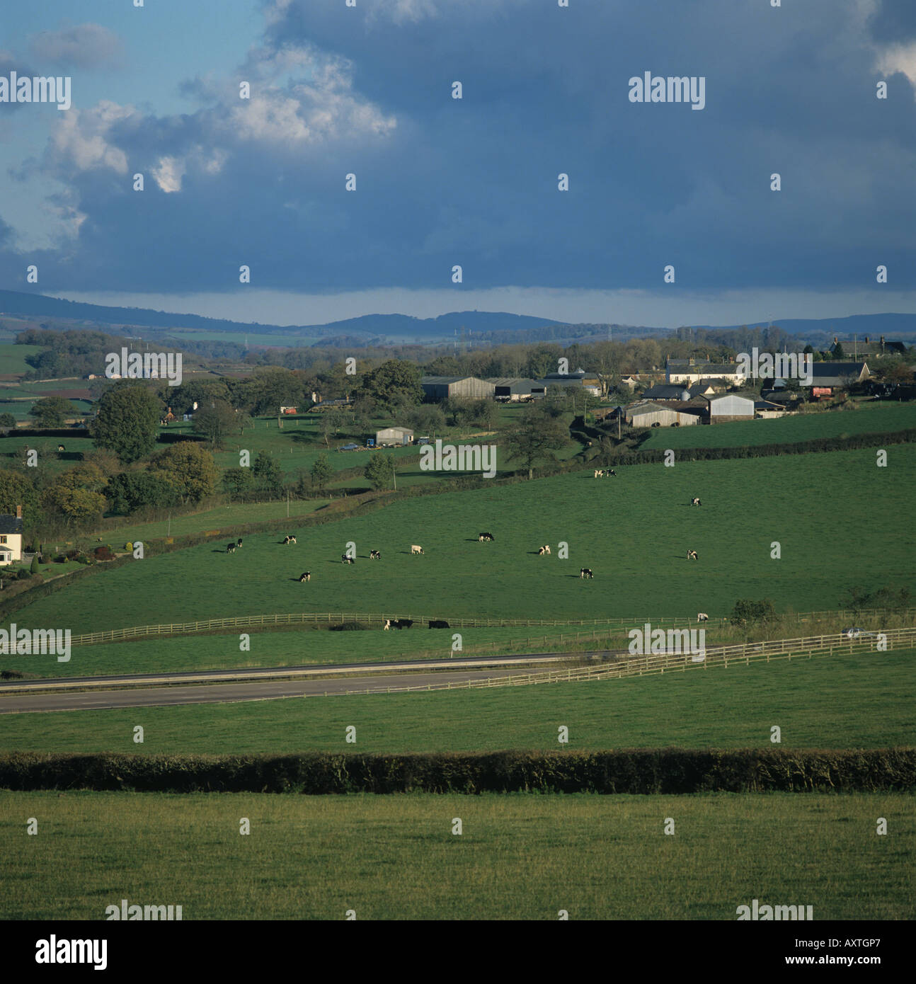 Somerset farmland in autumn with pasture motorway farm bulildings and dairy cows grazing Stock Photo