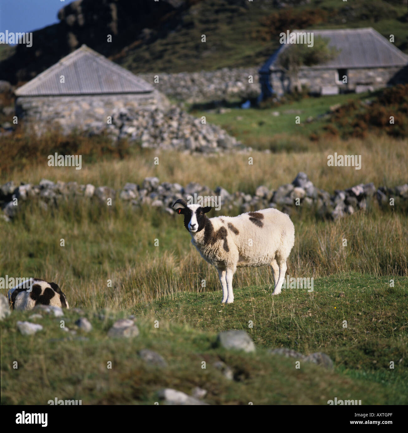 Jacob sheep standing on rough pasture with Scottish crofts behind Stock Photo