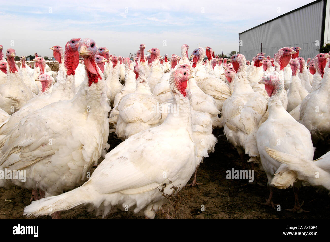 Turkey country farming hires stock photography and images Alamy