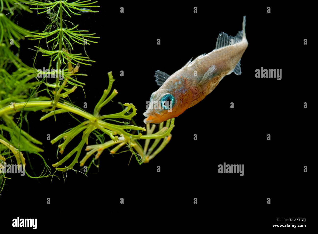 Male three spined stickleback hi-res stock photography and images - Alamy