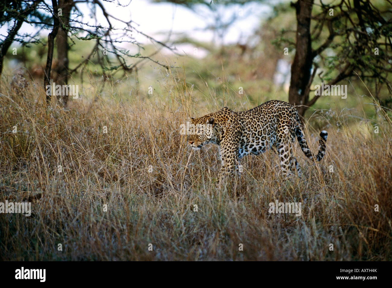 Spotted Cheetah walking through tall grass in Africa Stock Photo - Alamy