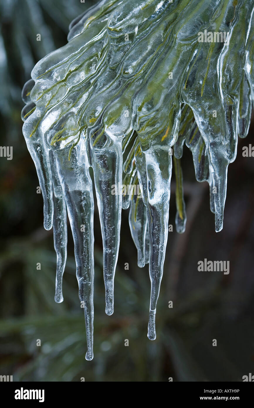 icicles on pine tree after freezing rain storm Stock Photo
