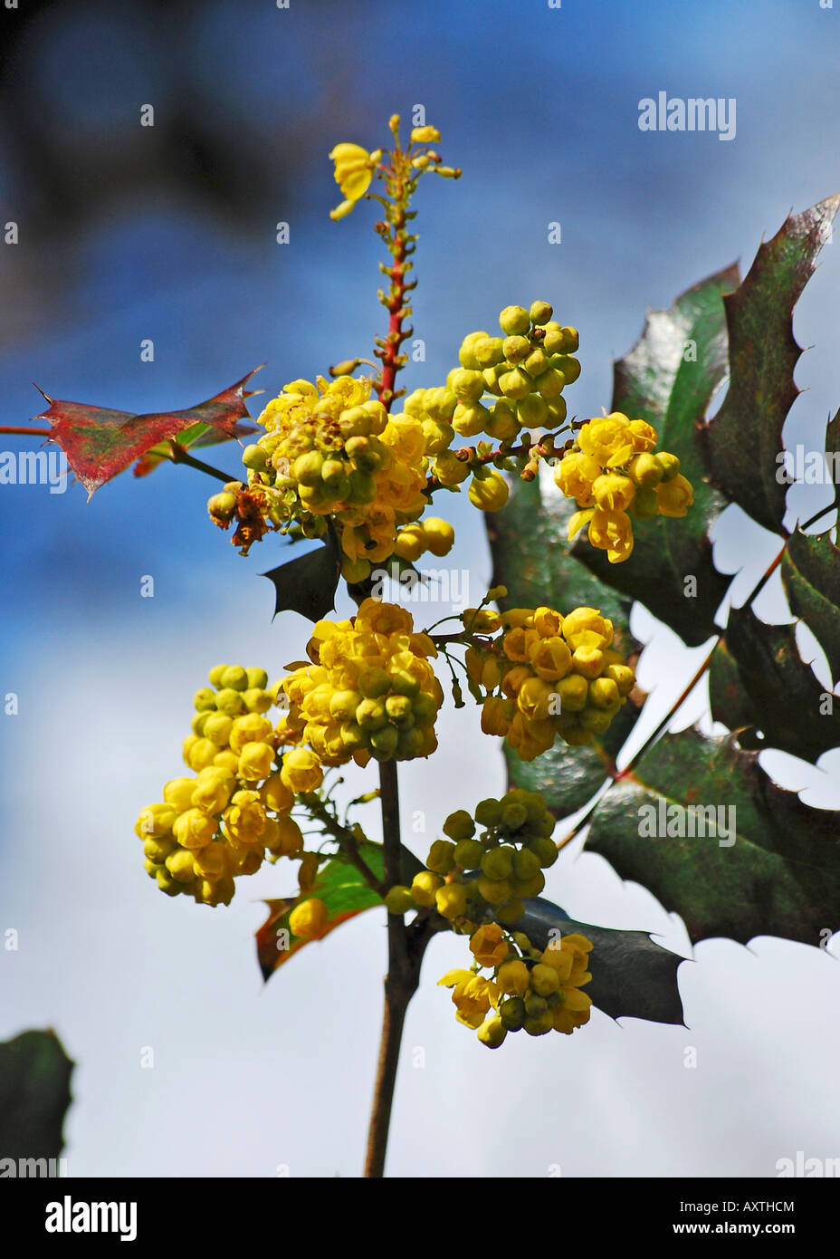 Mahonia pinnata Stock Photo