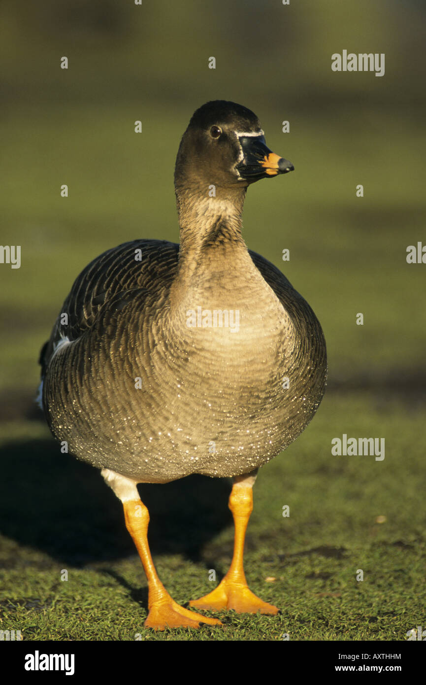 Bean geese uk hires stock photography and images Alamy