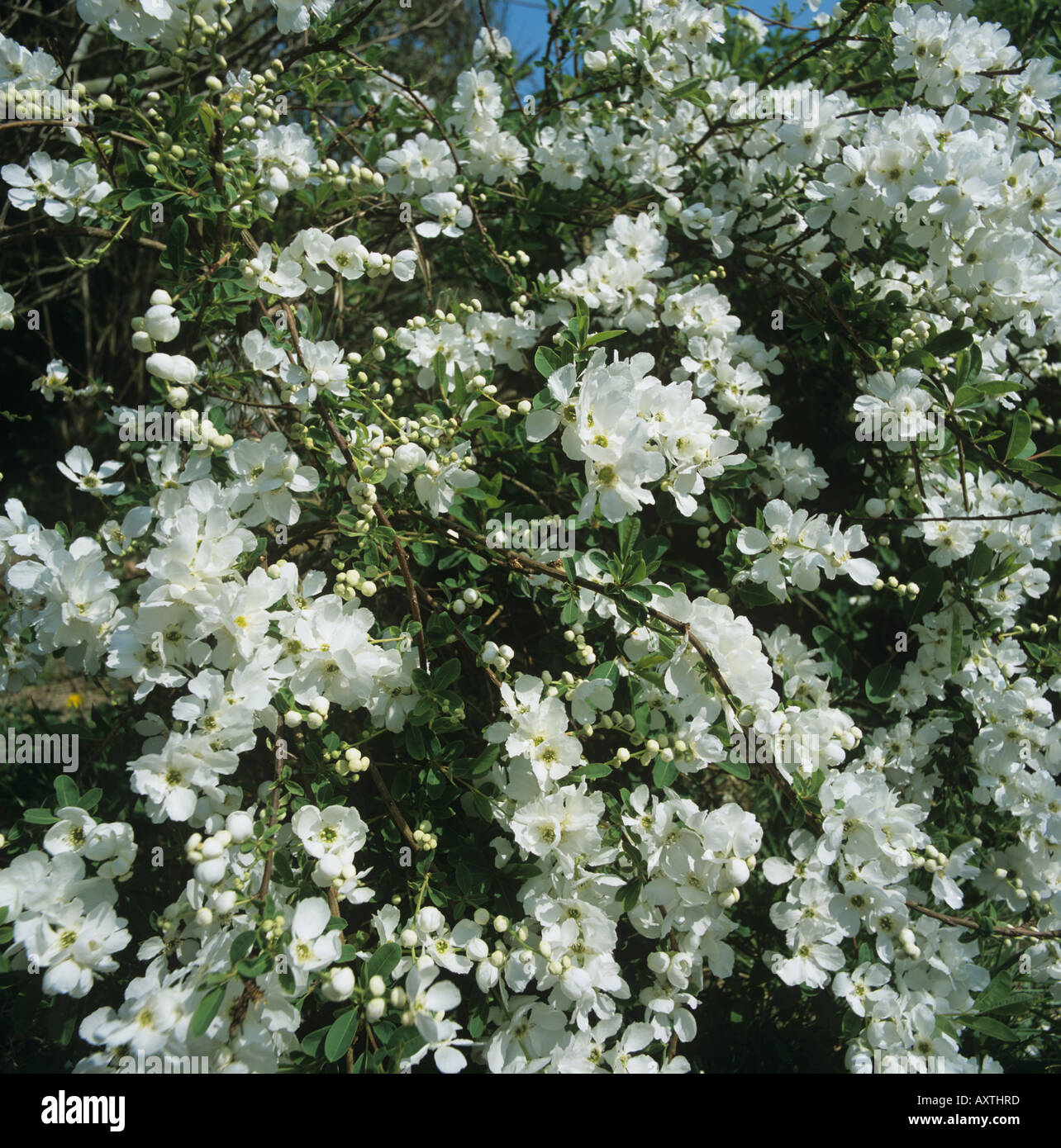White flowering shrub Exochorda x macrantha The Bride Stock Photo