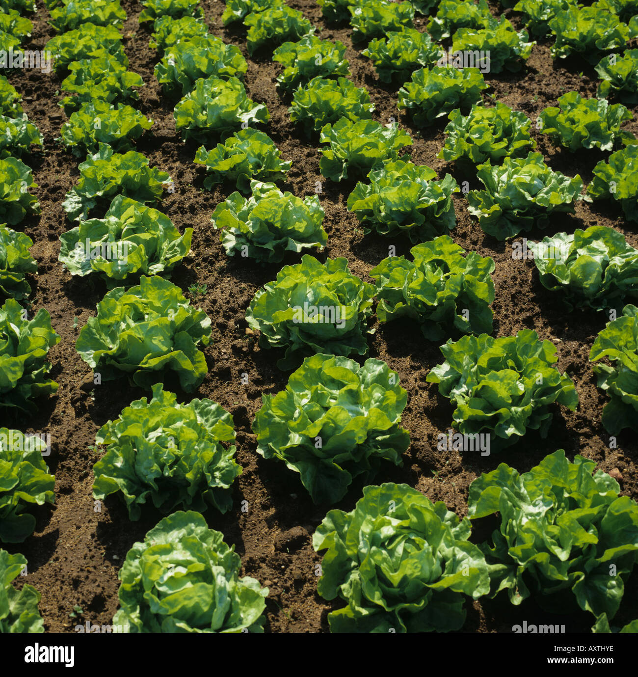 Maturing outdoor cabbage lettuce crop Cambridgeshire Stock Photo