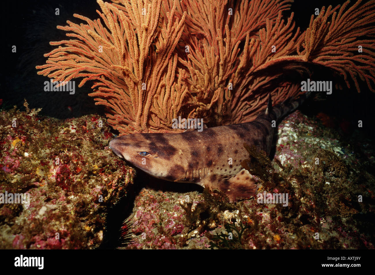 Swell shark Cephaloscyllium ventriosum Stock Photo