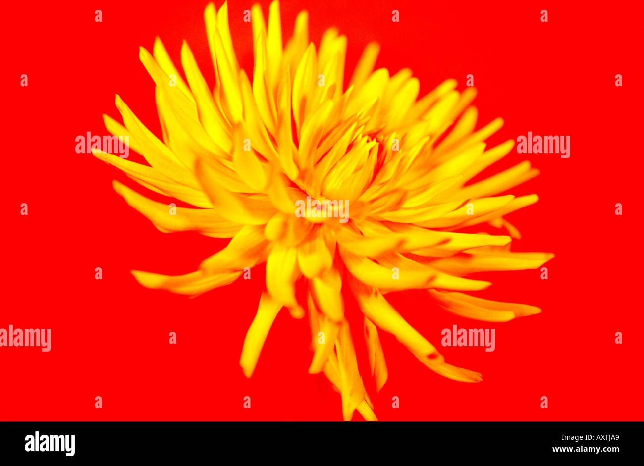 yellow flower on red background Stock Photo - Alamy