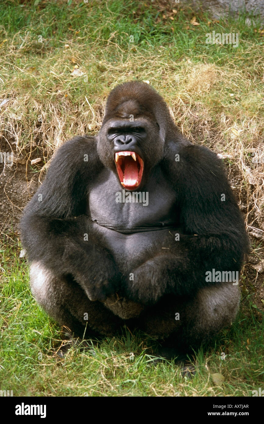 Gorilla Primate in the Fort Worth Texas Zoo USA Stock Photo