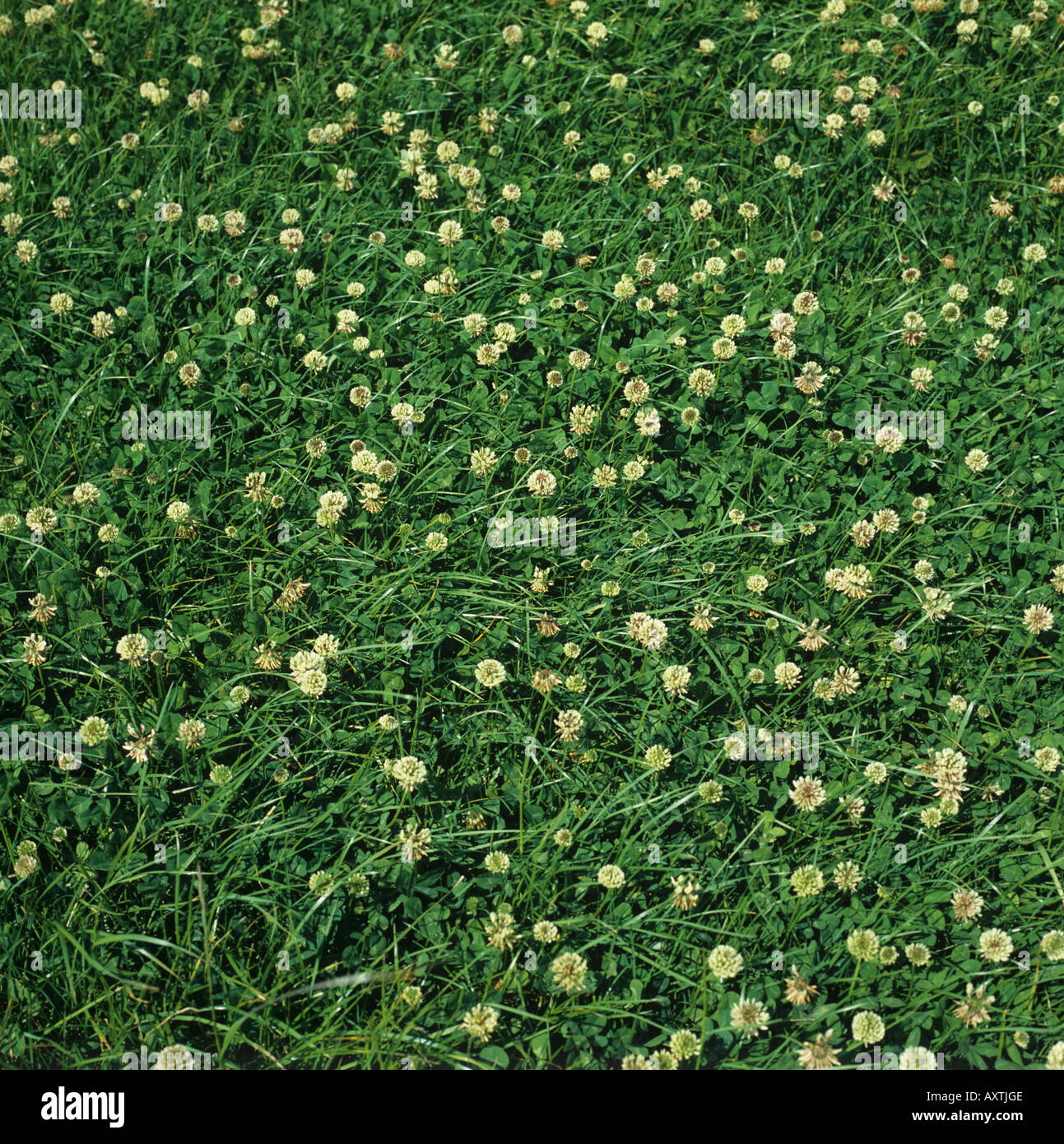 White clover flowering in a grass ley clover mixture Stock Photo