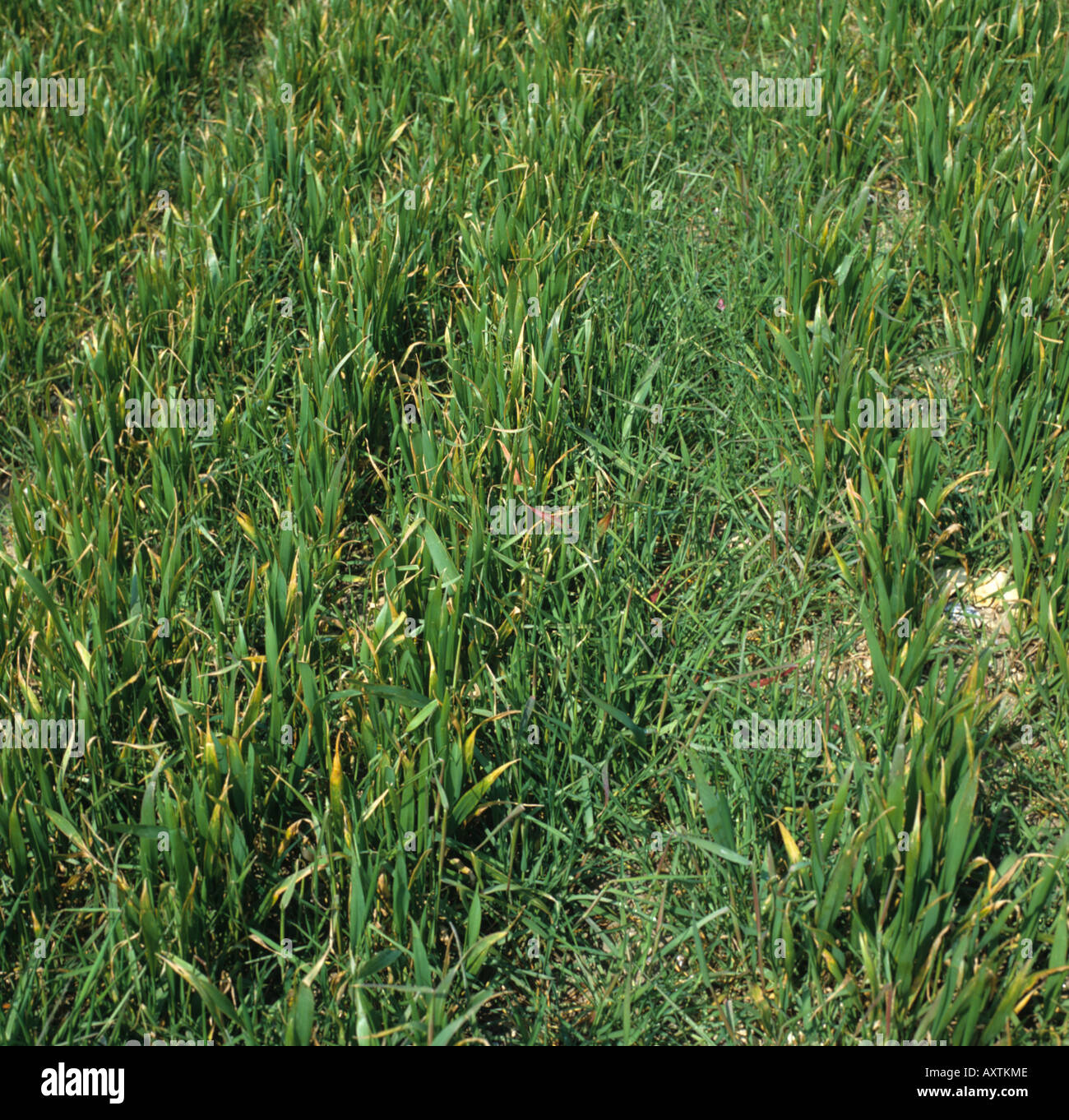 Between Grass Rows Sterile brome Bromus sterilis grass weeds between rows of young barley ...