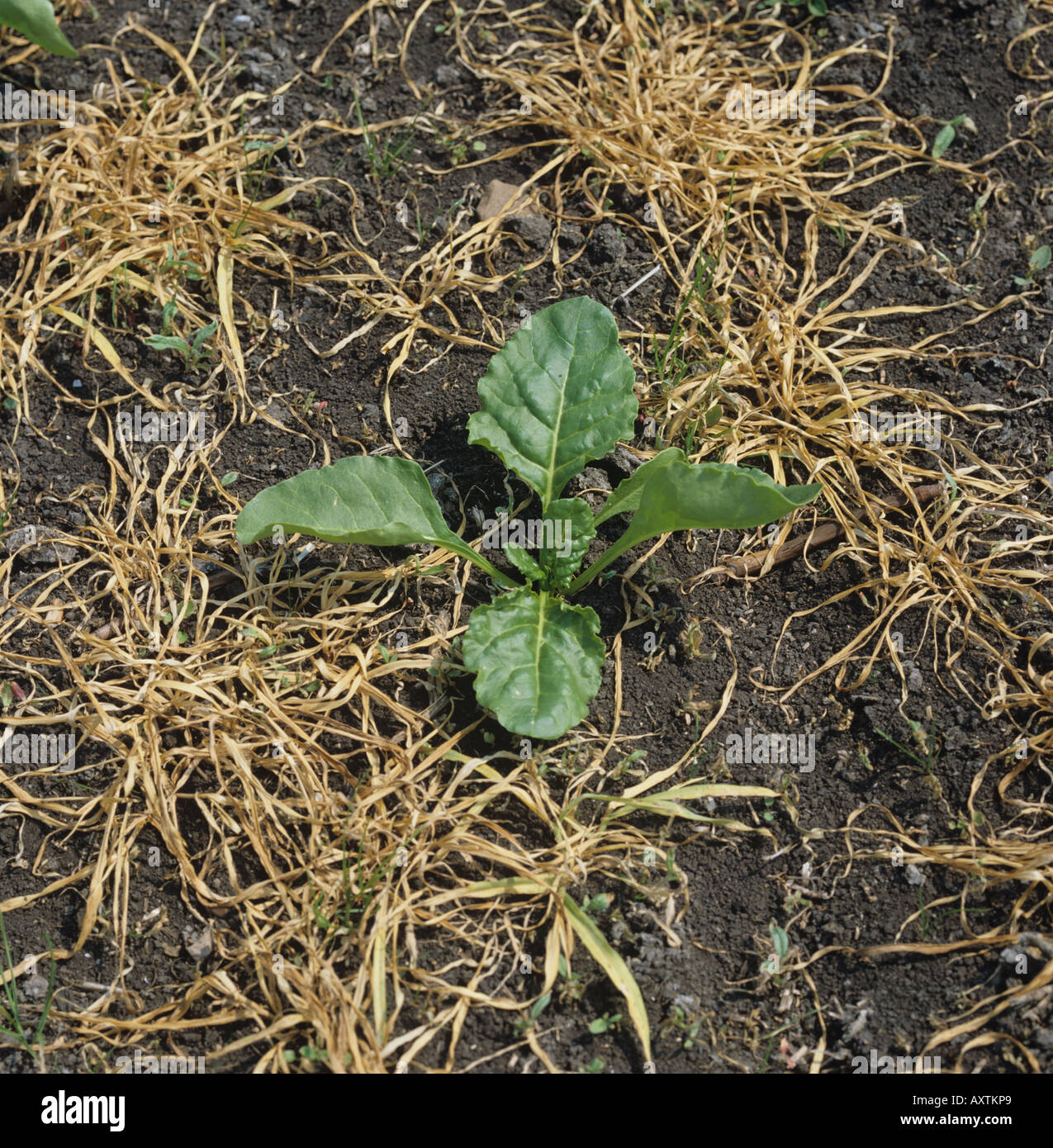 Barley windbreak crop killed selectively in seedling sugar beet crop on the Fens Stock Photo