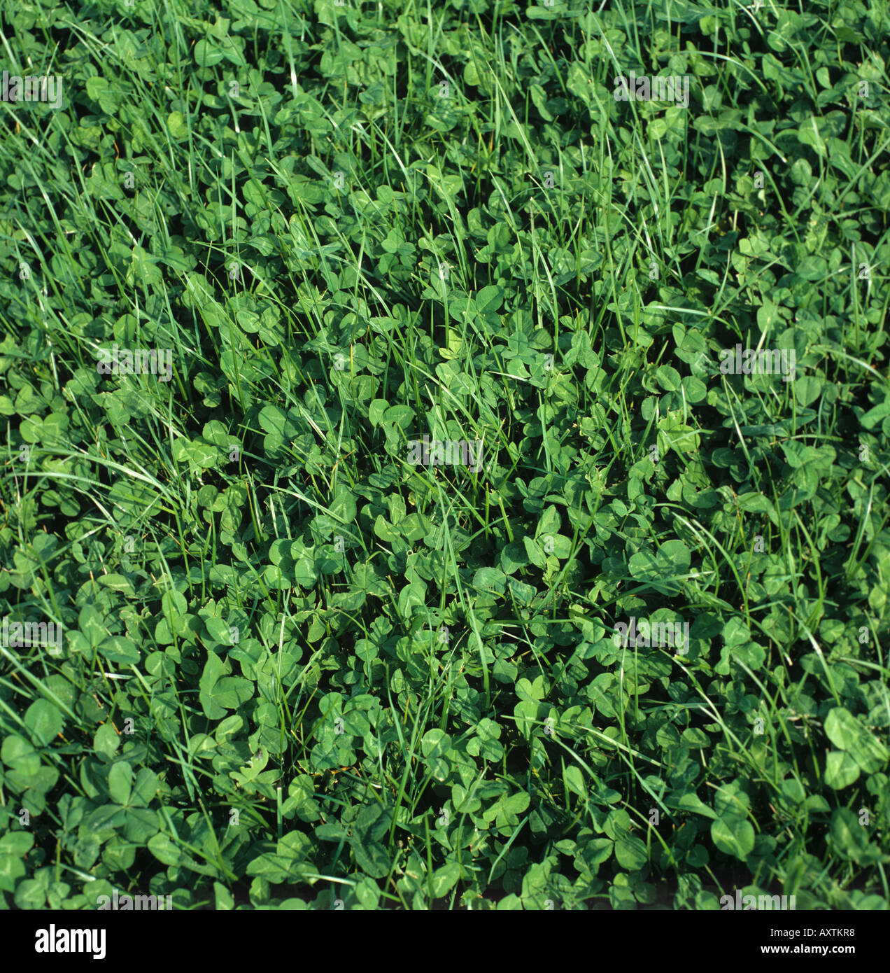 Grass ley mixed with white clover before flowering Hampshire UK Stock Photo