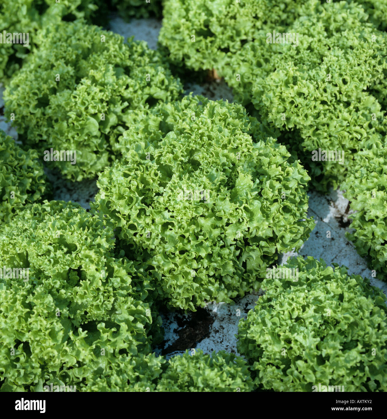 Lollo biondo lettuces grown hydroponically under glass Hertfordshire Stock Photo