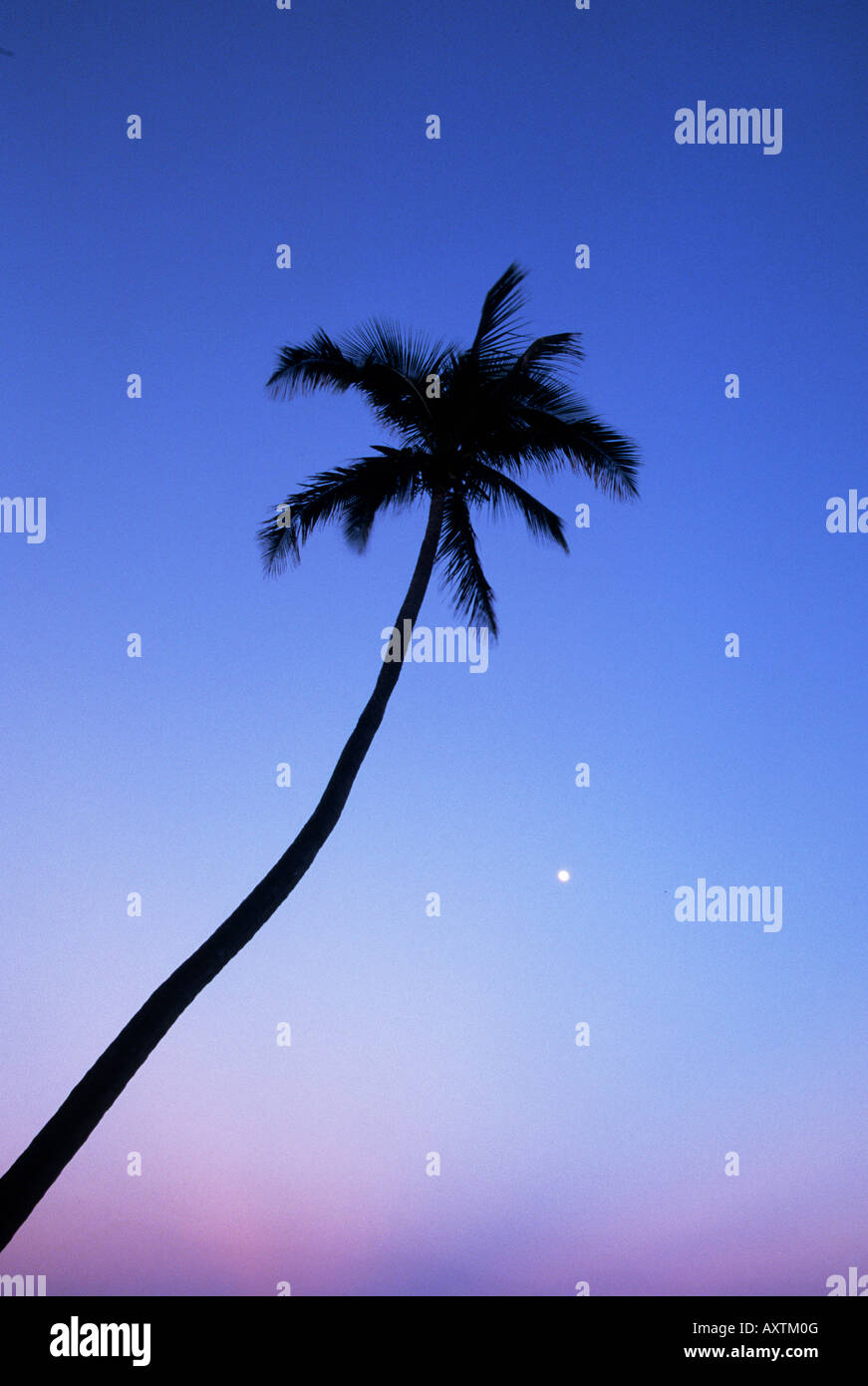 one palm tree at dawn sunrise sunset Palm Beach Florida Stock Photo - Alamy