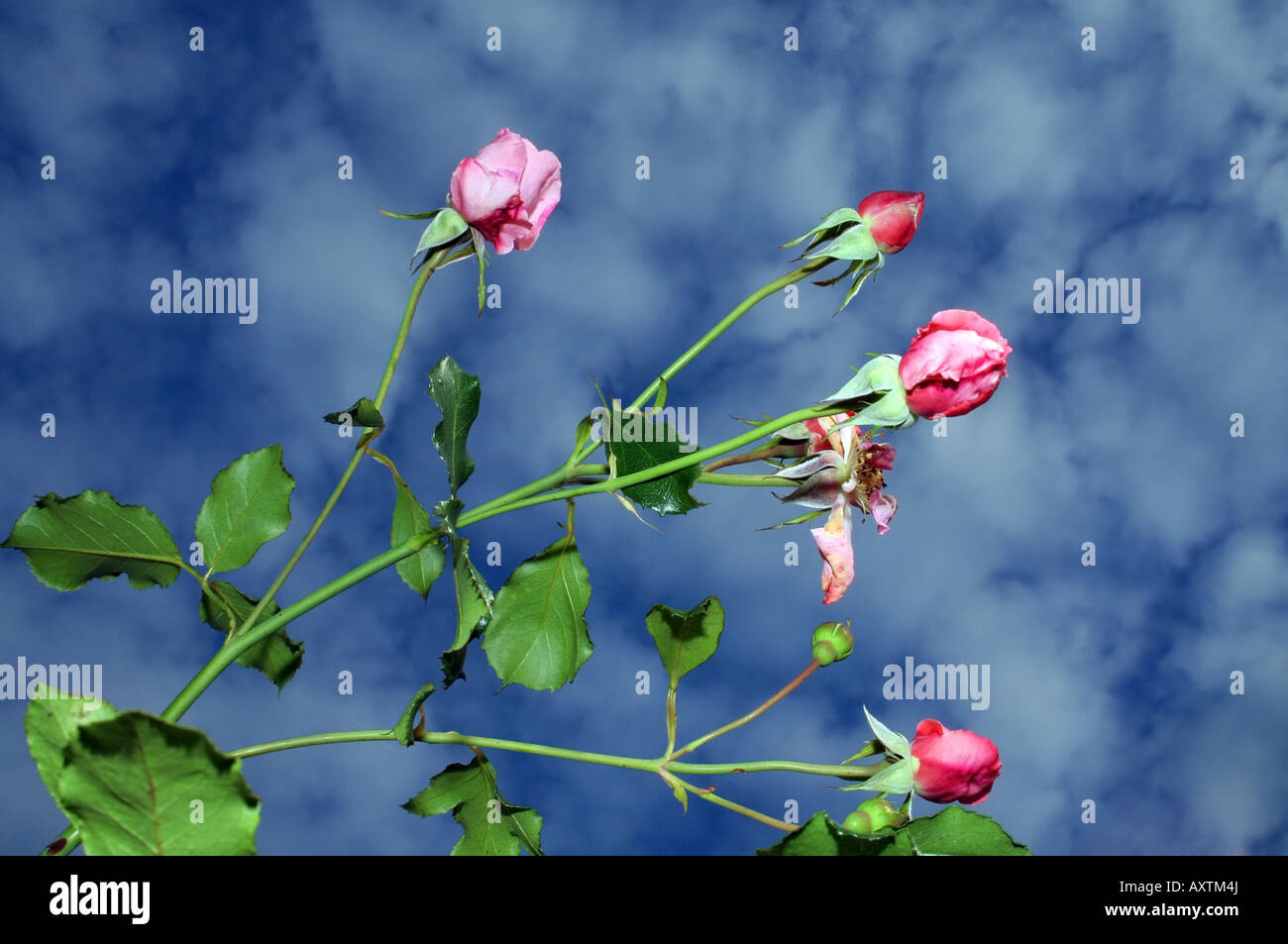 Red roses against the blue sky Stock Photo - Alamy