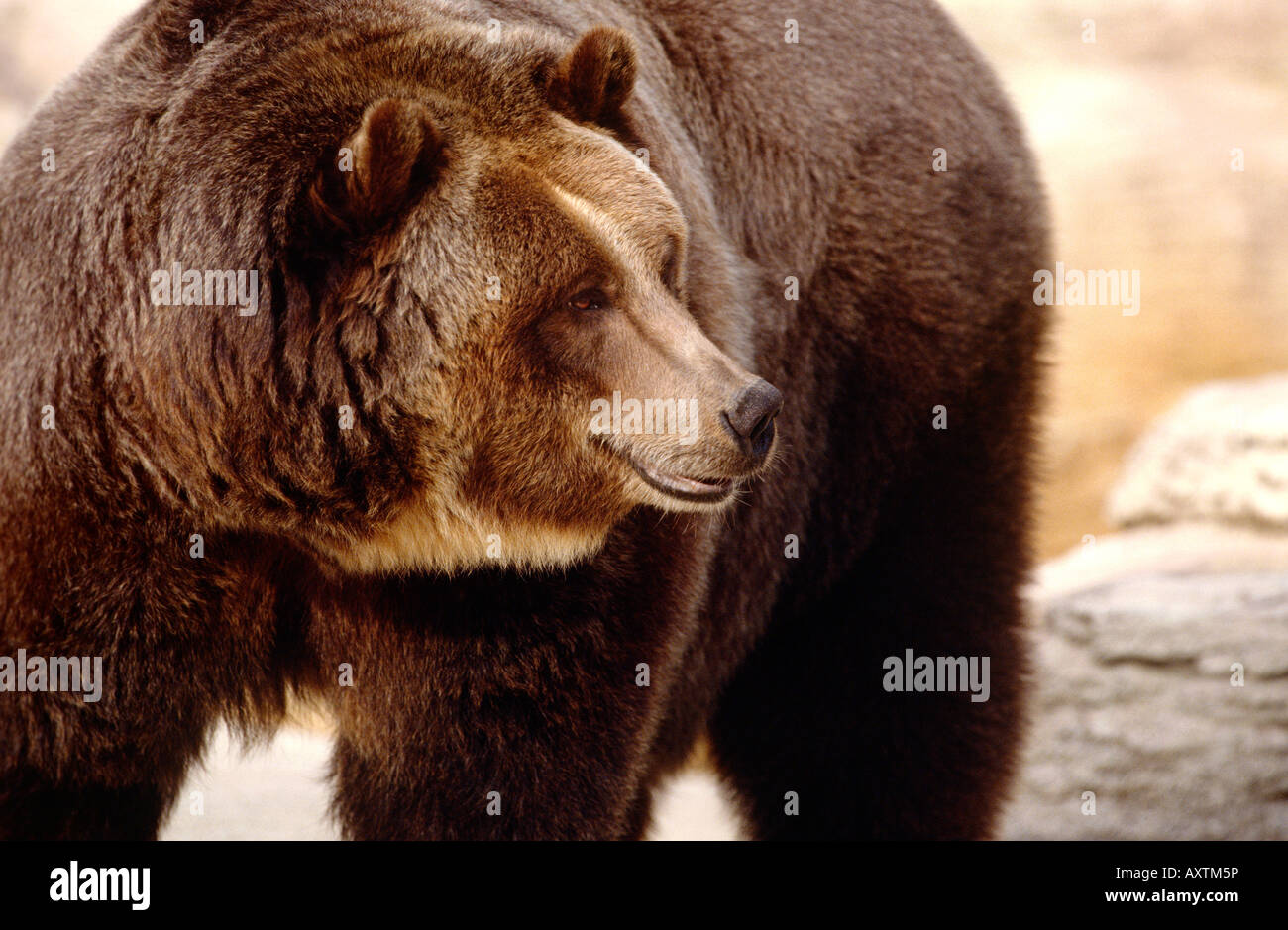 Brown Bear, Alaska, North America Stock Photo