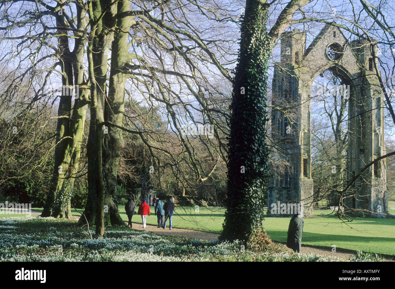 Walsingham Abbey snowdrop walk visitors Norfolk English Medieval