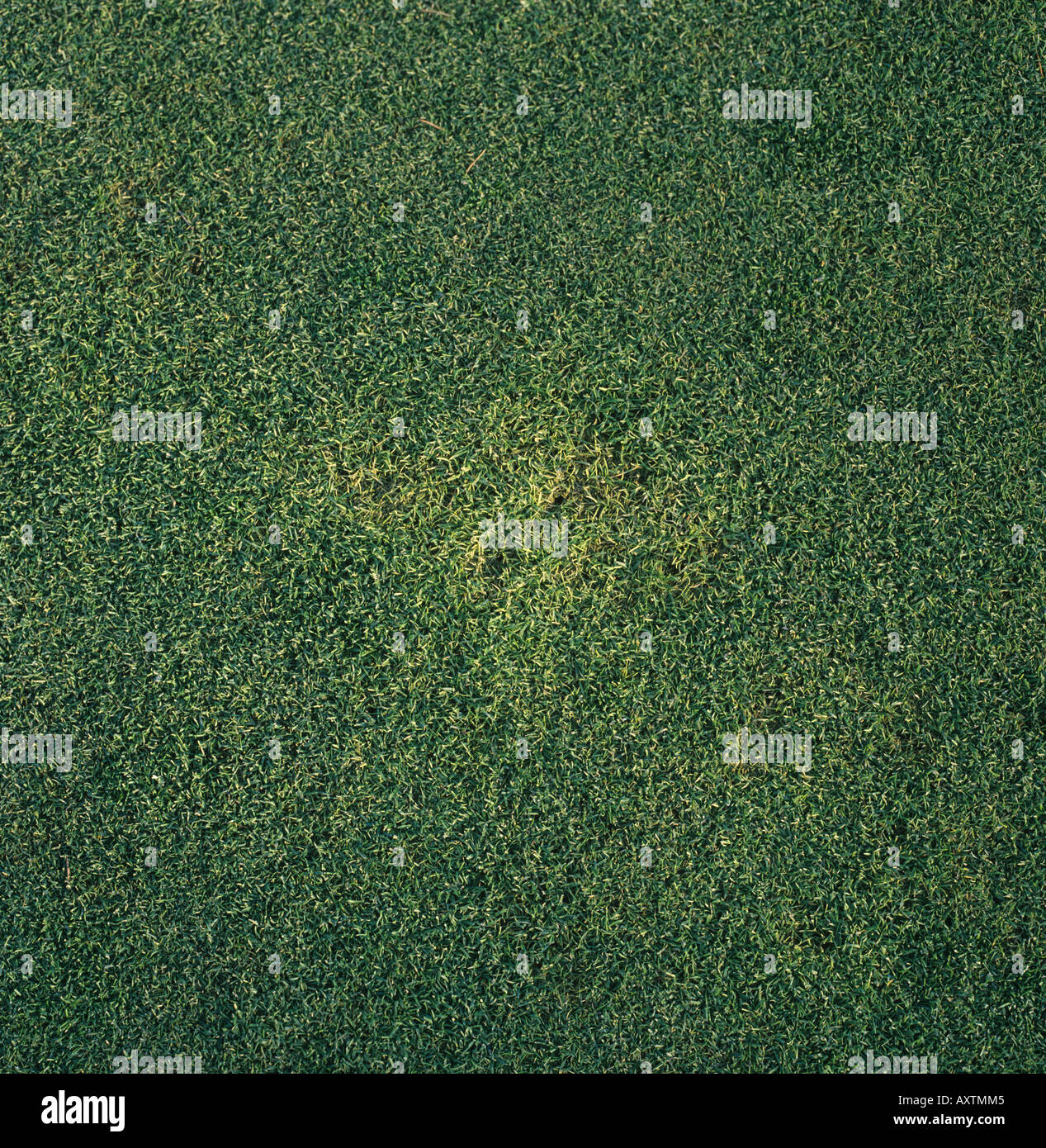 Yellow patch (Rhizoctonia cerealis) patch on golf putting green grass Stock Photo