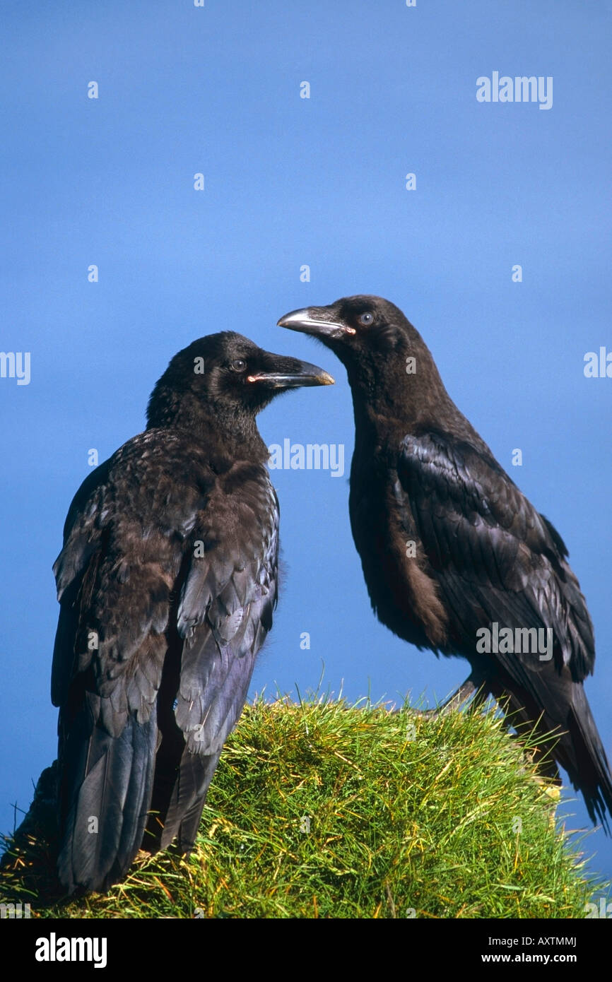 Icelandic ravens Stock Photo