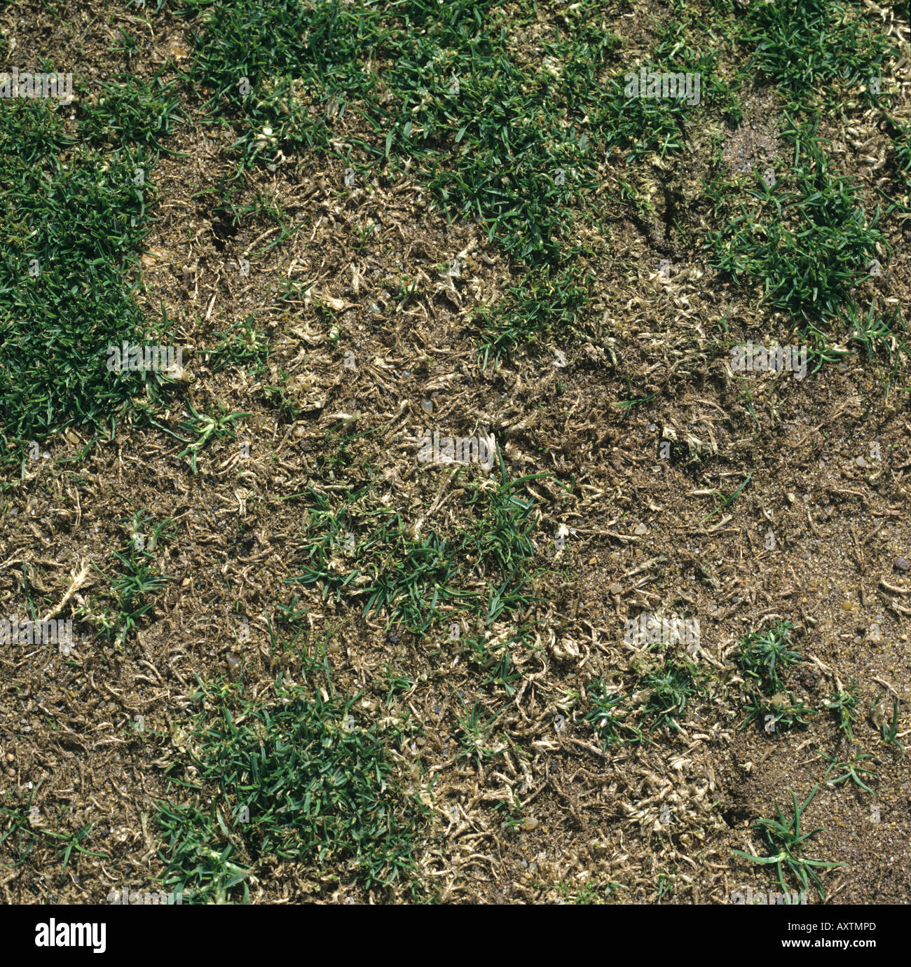 Take all Rhizoctonia graminis patch of dead grass in a bowling green Stock Photo