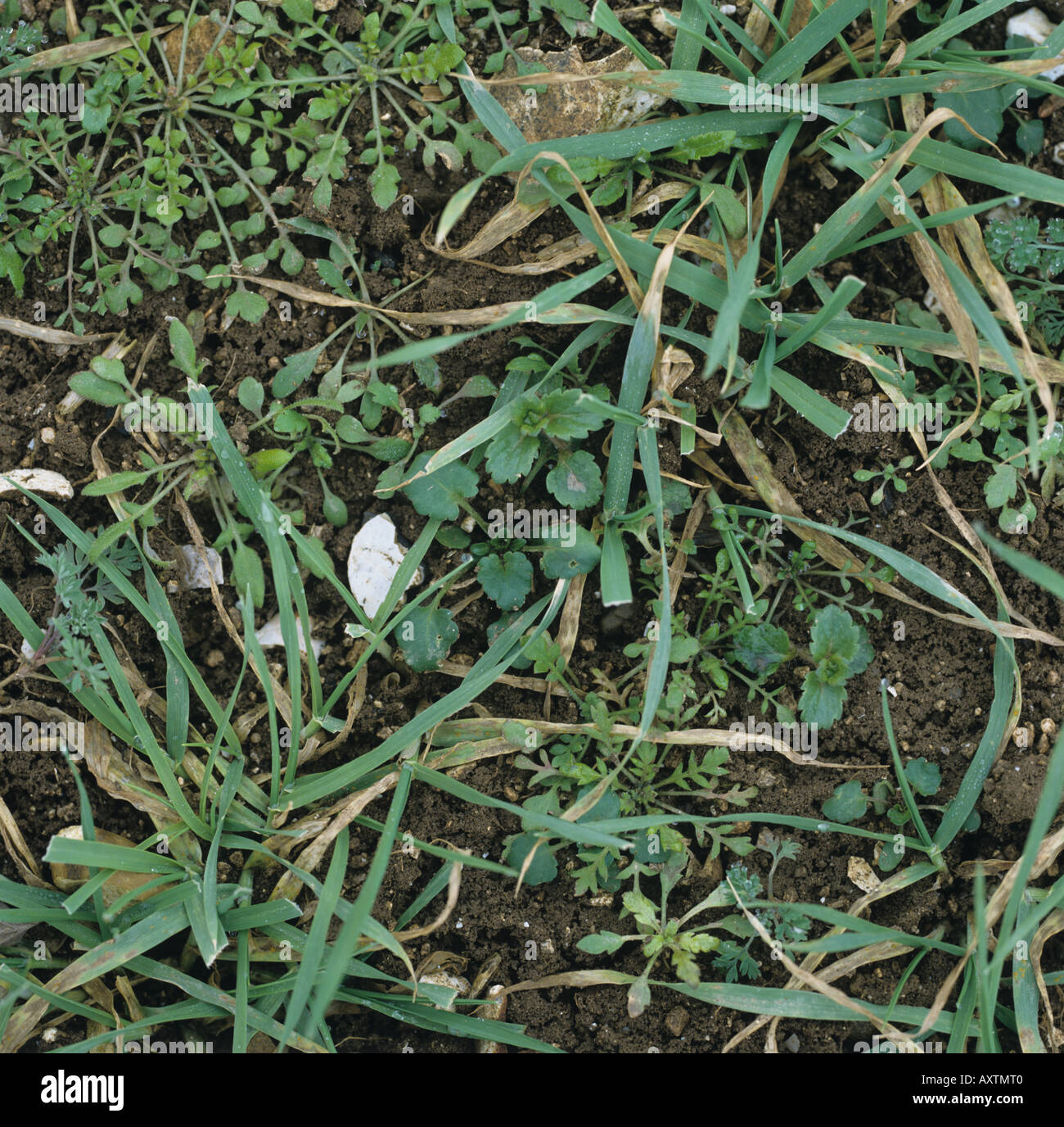 Leaved weeds hi-res stock photography and images - Alamy