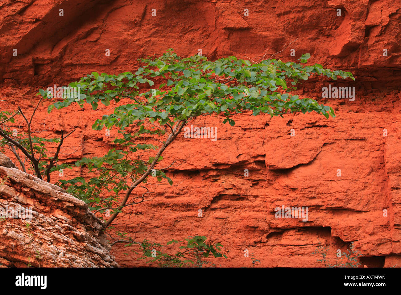 Saddle Canyon Small Tree Stock Photo