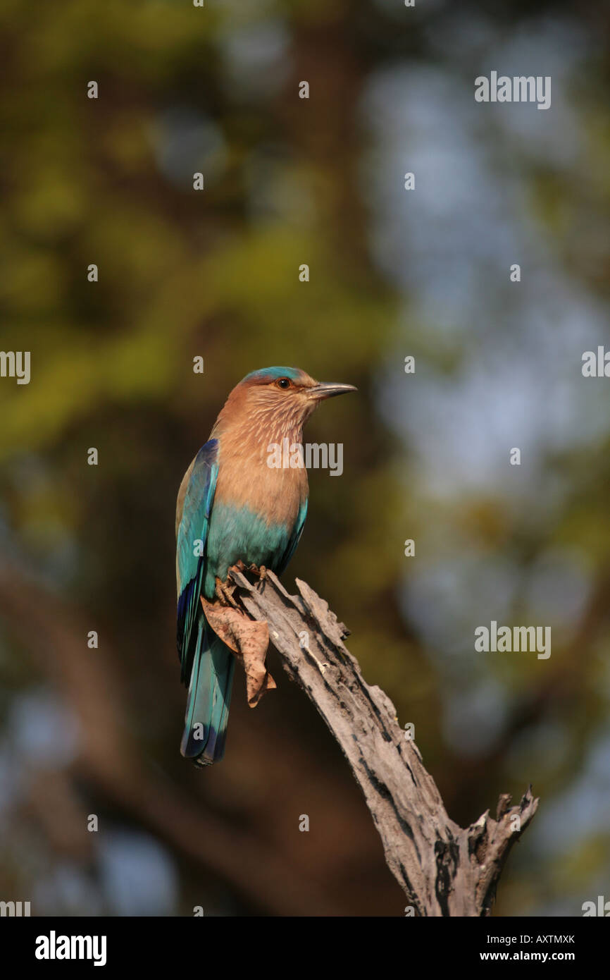 Indian roller Coracias benghalensis Stock Photo - Alamy