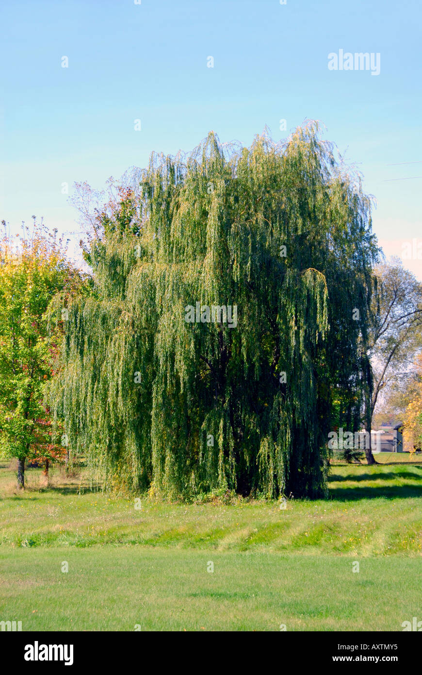 Weeping Willow Tree Stock Photo Alamy