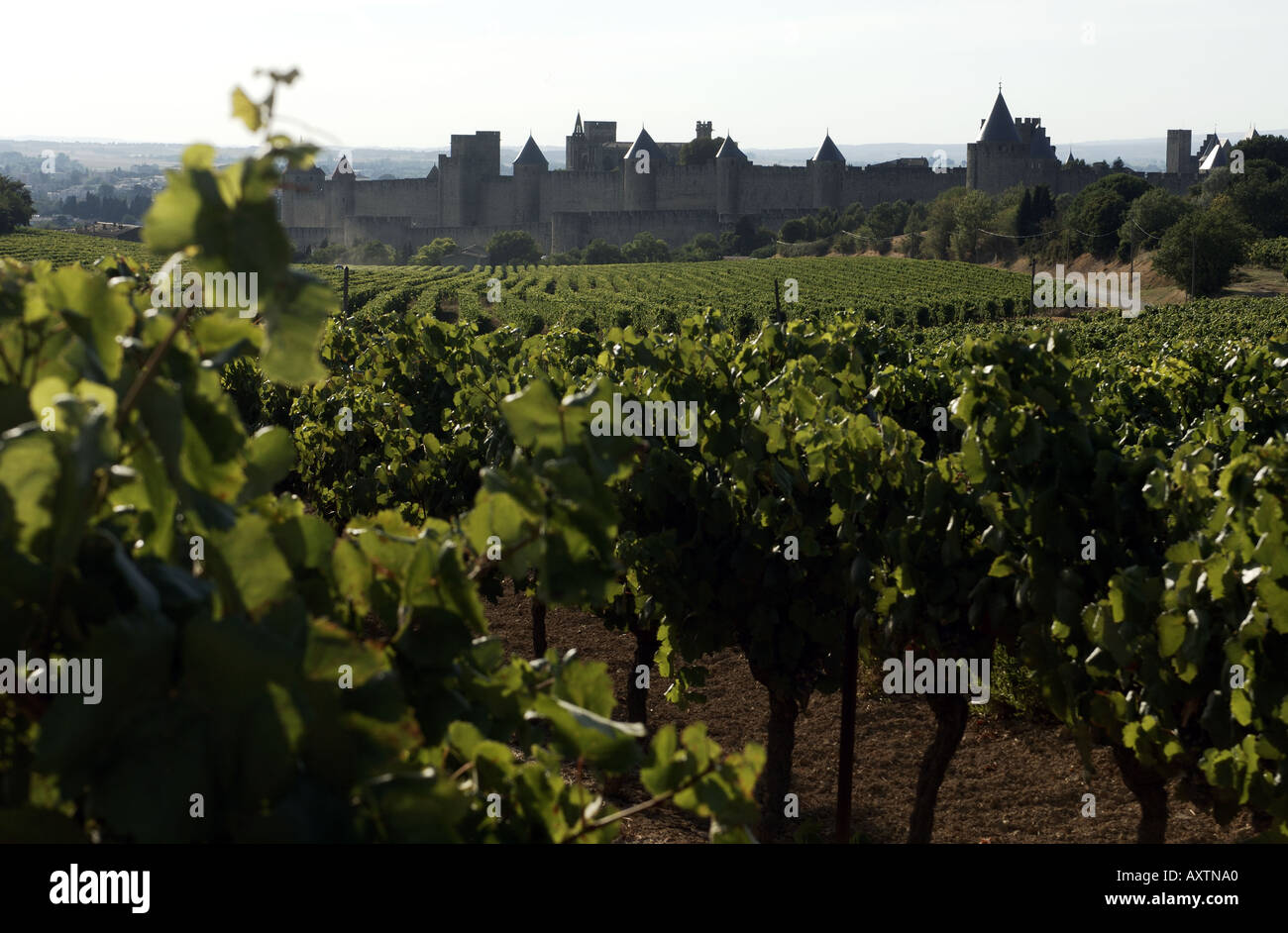 Carcassonne vineyards outside the walls of the medieval city Stock Photo