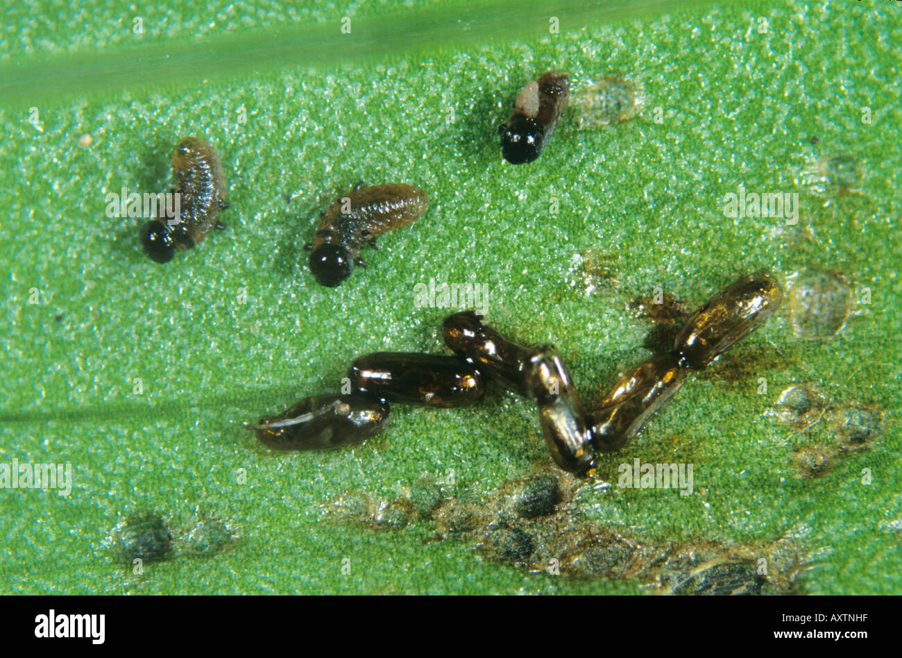 Very young lily beetle Lilioceris lilii larvae newly hatched eggs on a lily leaf Stock Photo