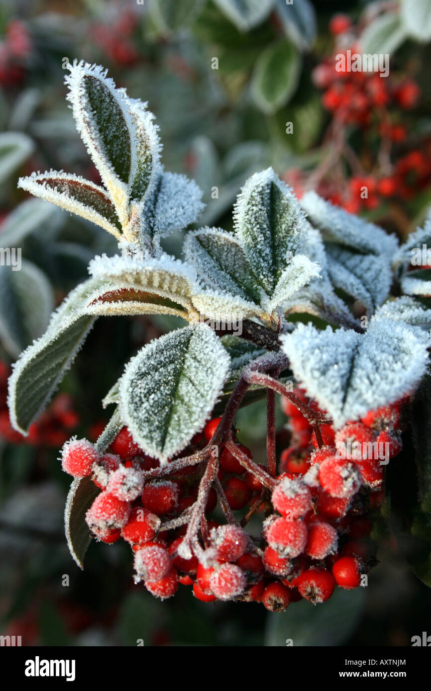 Pyracantha shrub in the frost with dark green leaves and bright red scarlet berries photographed one cold frosty winter morning. Stock Photo