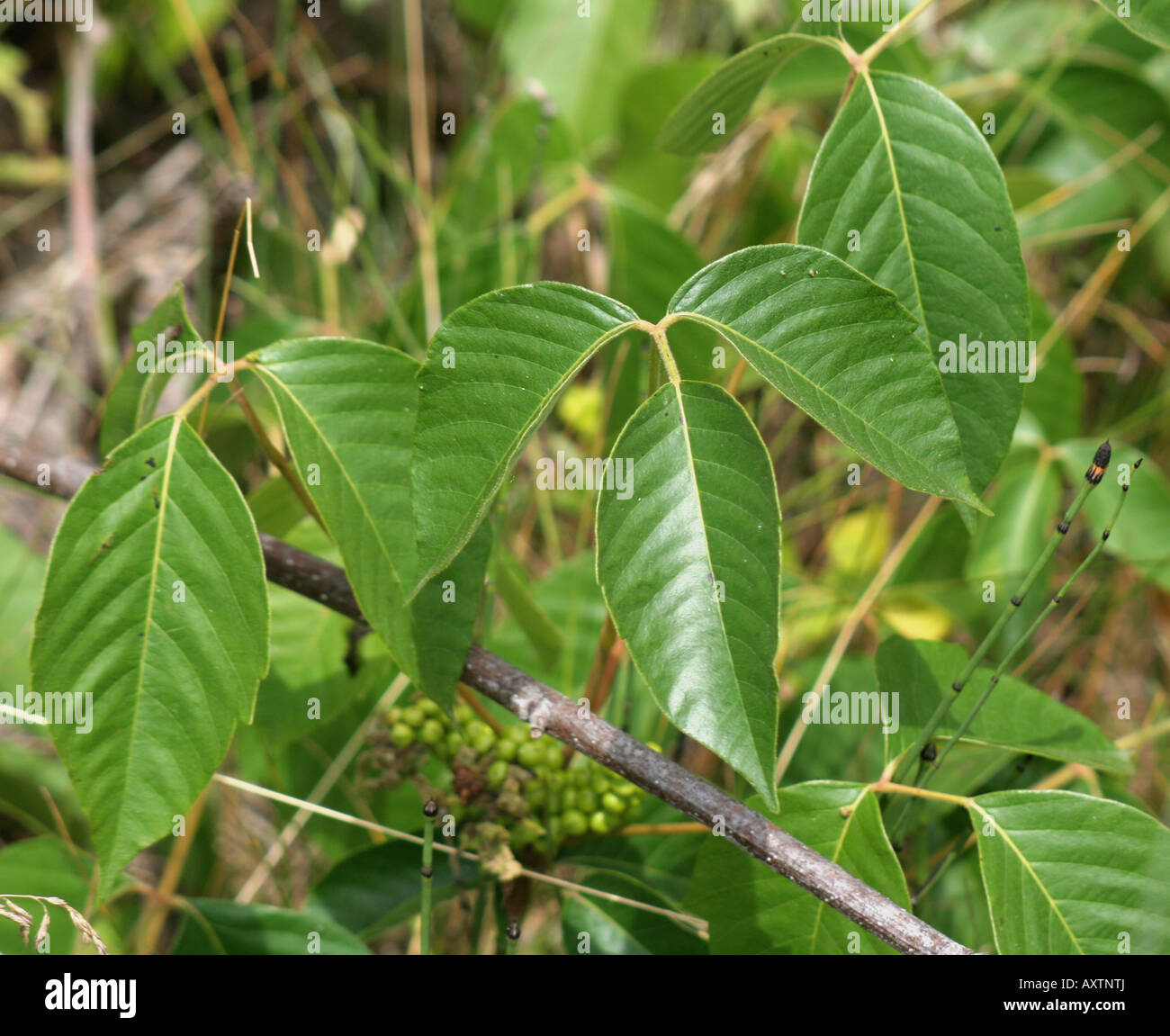 Several Poison Ivy Stalks Stock Photo