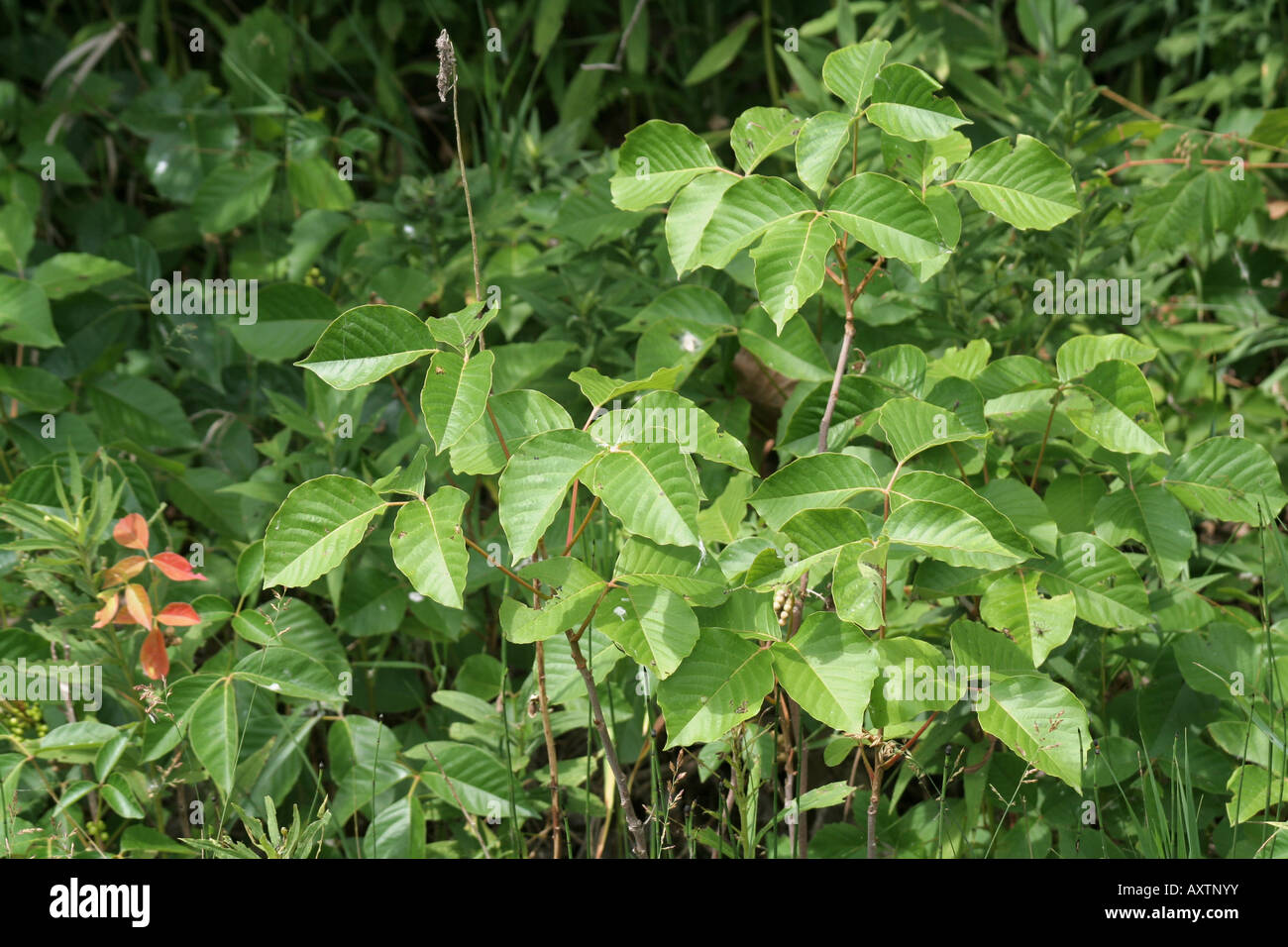 Lots of Poison Ivy Stock Photo