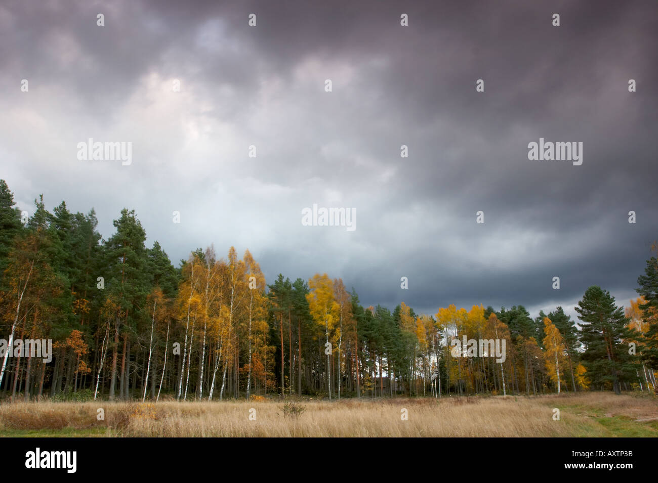 Stormy autumn Stock Photo