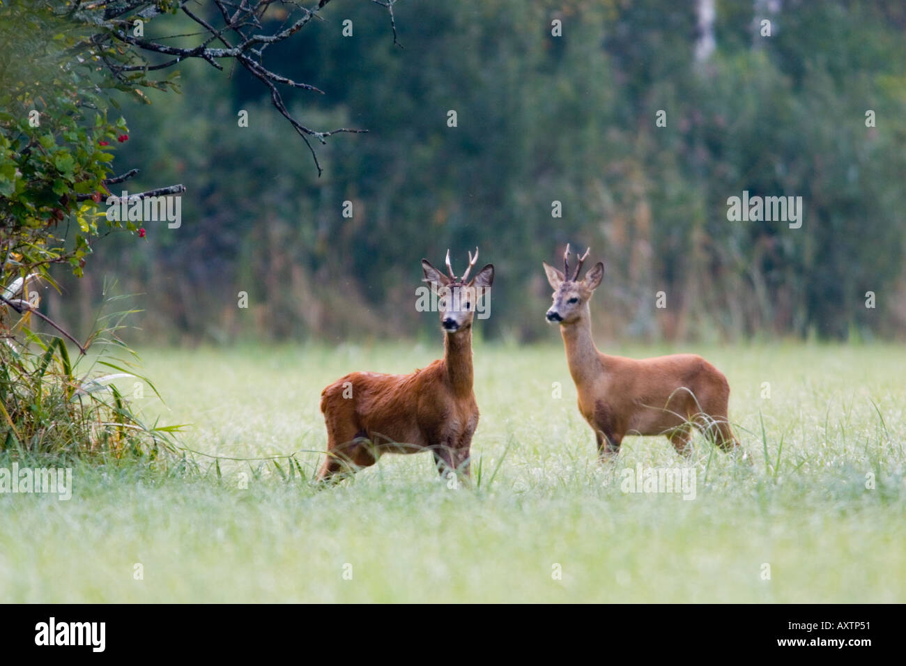 Roe deer bucks Stock Photo - Alamy