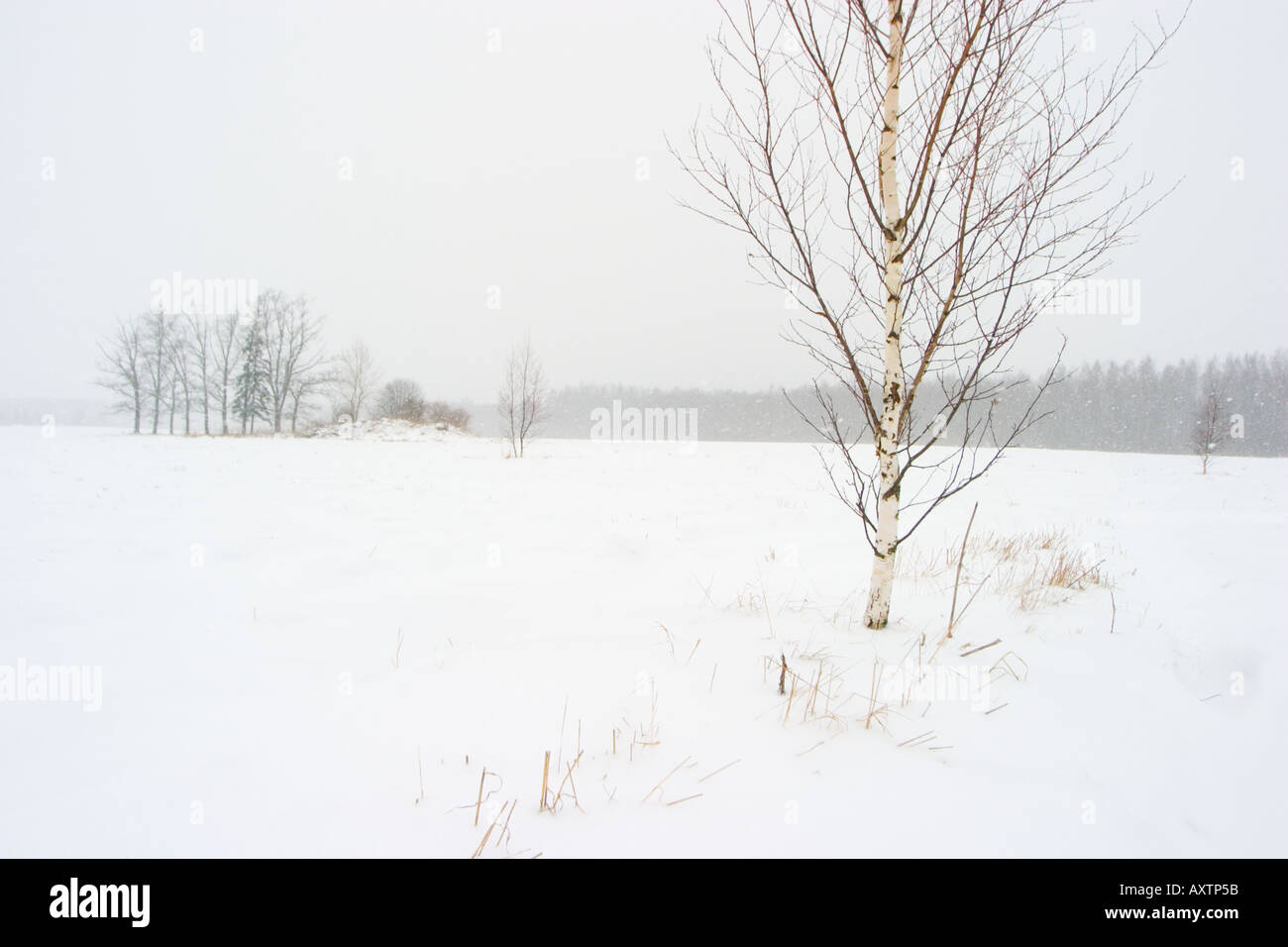 Snowfall picture hi-res stock photography and images - Alamy